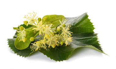 linden leaf with  flowers  isolated on white background clipart