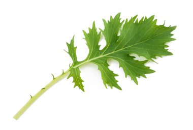 Mizuna salatası beyaz arkaplanda izole