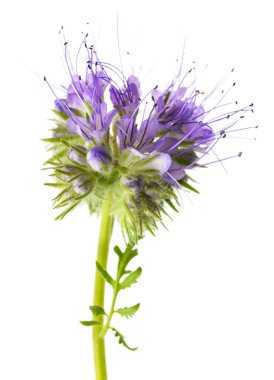 Lacy safhası beyaz arkaplanda izole