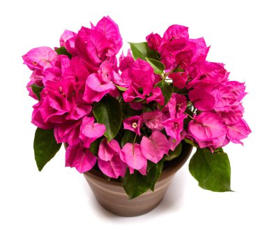 Bougainvillea plant in vase isolated on white background clipart