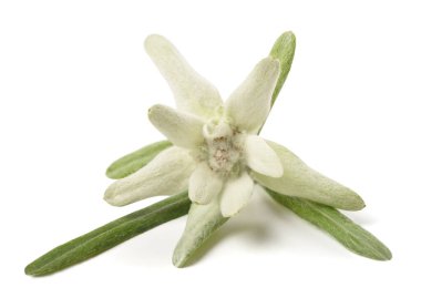 Edelweiss flower isolated on white background  clipart