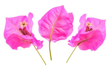 Bougainvillea flowers isolated on white background clipart