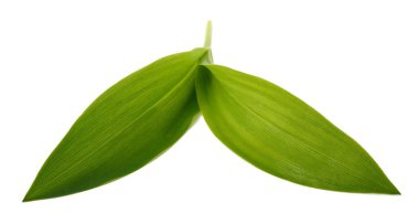 Yabani sarımsak izole üzerinde beyaz arka plan bırakır