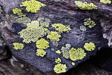  Rhizocarpon coğrafi konumu Lichen Bir Kayanın Üzerinde