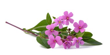 Soapwort beyaz arkaplanda izole