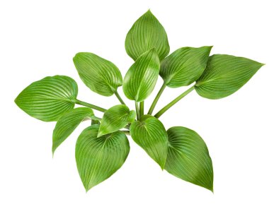 Beyaz arkaplanda Hosta plantaginea (Plantain Lily) izole