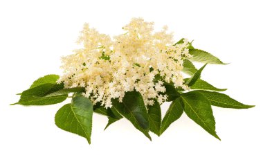 Beyaz bir arka plan üzerinde izole mürver çiçekleri