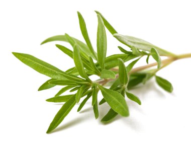 Kekik filizi beyaz arkaplanda izole edildi