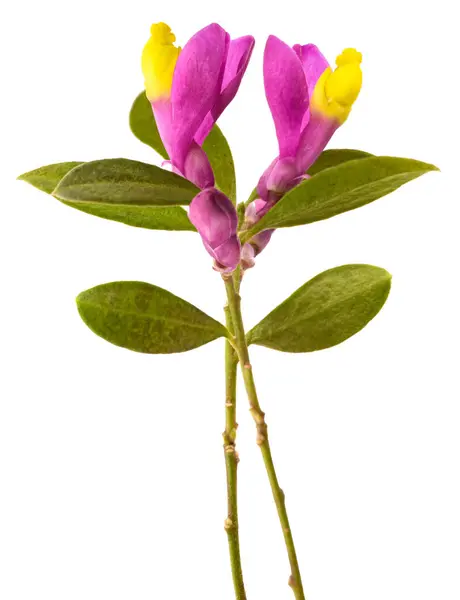 Stock image Shrubby milkwort flowers isolated on white