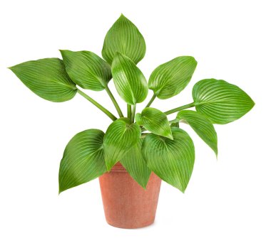 Vazodaki Hosta plantaginea beyaz arkaplanda izole edilmiş