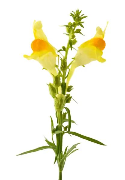 stock image Common toadflax flowers isolated on white