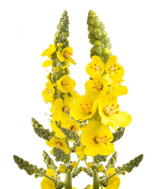 Mullein çiçekleri beyaz arkaplanda izole edilmiş beyaz arkaplanda
