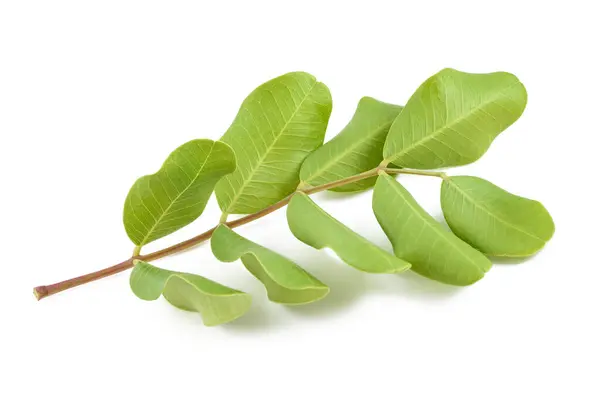 stock image Carob  branch  isolated on white background