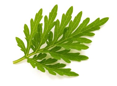 Beyaz arkaplanda izole edilmiş genel yosun