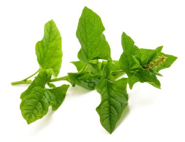 İyi Kral Henry beyaz üzerine izole