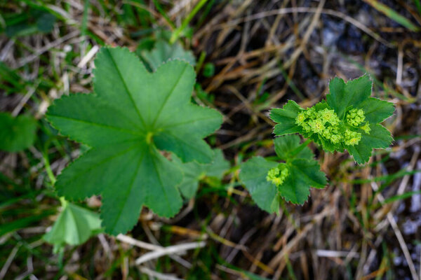 Lady 's Mantle цветы и листья на лугу