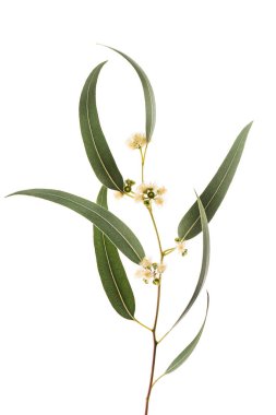 Beyaz arka planda izole edilmiş çiçekli okaliptüs dalı