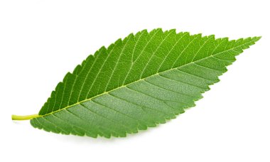Beyaz arkaplanda izole edilmiş Sibirya karaağacı yaprağı
