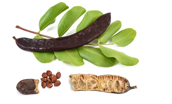 stock image Carob pod on a  branch with seeds  isolated on white background