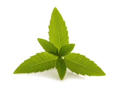 limon verbena beyaz arkaplanda izole 