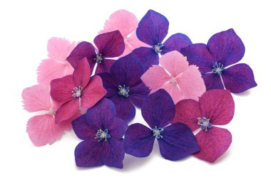 Ortanca çiçek grubu beyaz arkaplanda izole edildi