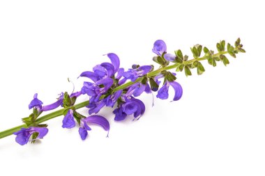Beyaz izole çayır adaçayı (Salvia pratensis)