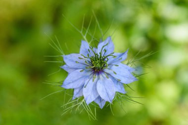 Nigella flower on blurred background clipart