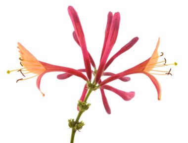 Red honeysuckle  flowers isolated on white background clipart