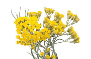 Beyaz arkaplanda izole edilmiş Helichrysum çiçekleri