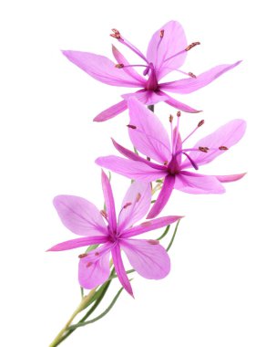 Pembe Alp çiçekleri beyaza izole edilmiş.