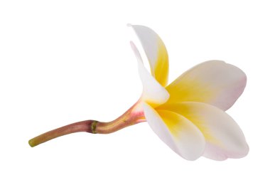 Plumeria çiçeği beyaz arkaplanda izole edilmiş