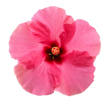 Beyaz arkaplanda izole edilmiş pembe amber çiçeği