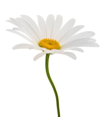 White daisy  isolated on white background clipart