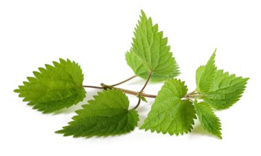 Nettle beyaz arkaplanda izole edildi