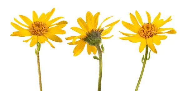 stock image Arnica montana  flowers  isolated on white background