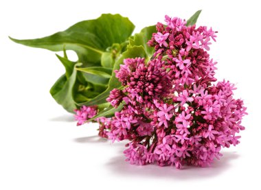 Red valerian flowers isolated on white background clipart