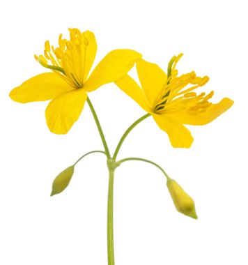 Celandine flowers isolated on white background clipart