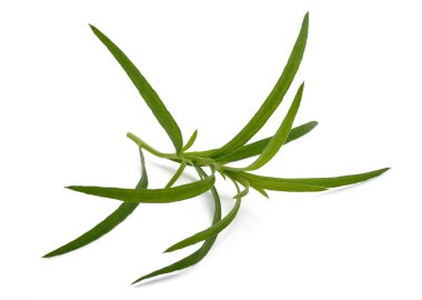 Tarragon (Artemisia dracunculus) beyaz arkaplanda izole edildi