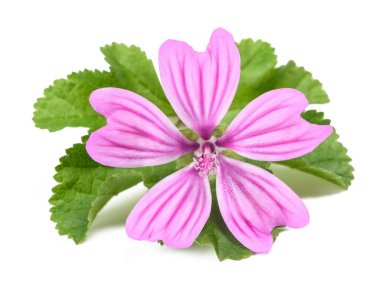 Beyaz arkaplanda yaprağı olan Mallow çiçeği