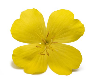 Common evening primrose flowers isolated on white clipart