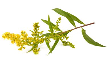 Beyaz üzerine izole edilmiş çiçekli altın dal