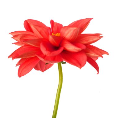 Dhalia pinnata çiçeği beyaz arkaplanda izole edilmiş.