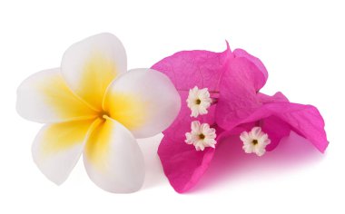 Plumeria and Bougainvillea flowers  isolated on white background clipart