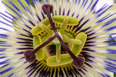 Passion flower  isolated on white background clipart