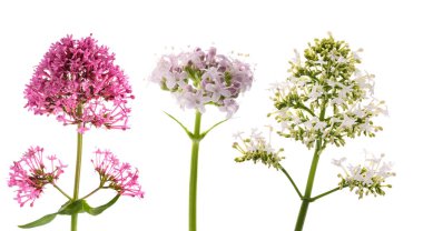 Valerian flowers set  isolated on white clipart