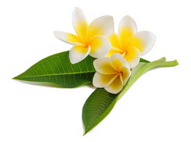 Beyaz yapraklı Frangipani çiçekleri