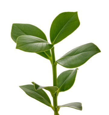 Beyaz arkaplanda izole edilmiş klusia rosea bitkisi