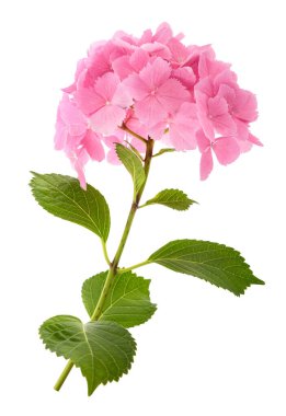 Beyaz arka plan üzerinde izole pembe ortanca çiçekleri