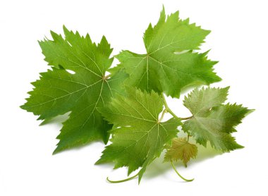 Beyaz arkaplanda asma dalı izole