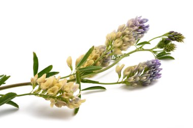 Medicago Sativa plant isolated on white background clipart